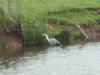 Heron along the canal