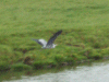 Flying heron
