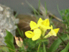 Common Bird's-foot trefoil (Lotus corniculatus)