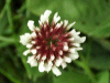 White Clover/Dutch Clover (Trifolium repens)