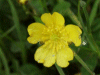 Meadow Buttercup (Ranunculus acris)