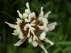 White Clover/Dutch Clover (Trifolium repens)