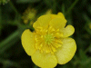 Meadow Buttercup (Ranunculus acris)