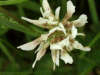 White Clover/Dutch Clover (Trifolium repens)