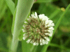 White Clover/Dutch Clover (Trifolium repens)