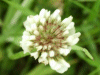 White Clover/Dutch Clover (Trifolium repens)