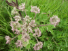 Hogweed (Heracleum sphondylium)