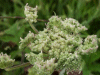 Hogweed (Heracleum sphondylium)