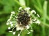 Ribwort Plantain (Plantago laceolata)
