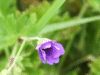 Dovesfoot Cranesbill (Geranium molle)