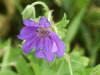Dovesfoot Cranesbill (Geranium molle)