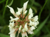 White Clover/Dutch Clover (Trifolium repens)
