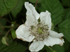 Bramble/Blackberry flower (Rubus fruticosus agg)
