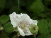 Bramble/Blackberry flower (Rubus fruticosus agg)