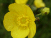 Meadow Buttercup (Ranunculus acris)