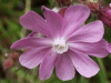 Red Campion (Silene dioica)