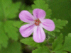 Herb-Robert (Geranium robertianum)