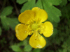 Creeping Buttercup (Ranunculus repens)