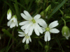 Stitchwort (Stellaria holostea)