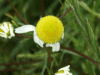 Scentless Mayweed (Matricaria perforata)