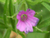 Cut-leaved Cranesbill (Geranium dissectum)