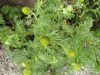 Pineapple Mayweed (Matricaria matricarioides)