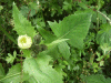 Smooth Sow-thistle (Sonchus oleraceus)
