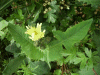 Smooth Sow-thistle (Sonchus oleraceus)