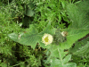 Smooth Sow-thistle (Sonchus oleraceus)