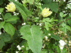 Smooth Sow-thistle (Sonchus oleraceus)