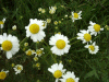 Scentless Mayweed (Matricaria perforata)