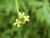 Warty Cabbage (Bunias orientalis)