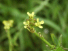Warty Cabbage (Bunias orientalis)