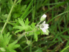 Small-flowered Cranesbill (Geranium pusillum)