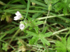 Small-flowered Cranesbill (Geranium pusillum)