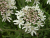 Hogweed (Heracleum sphondylium)