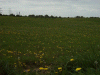 Carpets of Dandelion flowers and seed heads