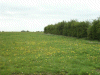 Carpets of Dandelion flowers and seed heads