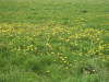 Carpets of Dandelion flowers and seed heads