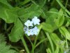 Forget-me-nots (Myosotis scorpioides)