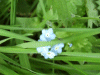 Forget-me-nots (Myosotis scorpioides)