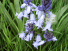 Bluebells (Hycanthinoides non-scripta)