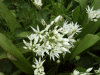Ramsons (Allium ursinum)