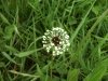 Ribwort Plantain (Plantago laceolata)