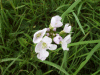 Cuckoo Flowers (Cardamine pratensis agg)