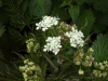 Budding cow parsley (Anthriscus sylvestris)