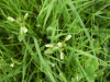 Budding white flowers possibly Stitchwort (Stellaria holostea)