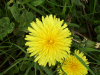 Dandelion (Taraxacum officinale)