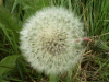 Dandelion seed head