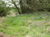 Bluebells (Hycanthinoides non-scripta)